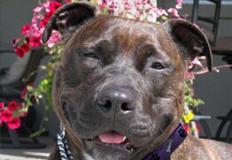 Piper has the best pet insurance for Pit Bulls and Staffies.